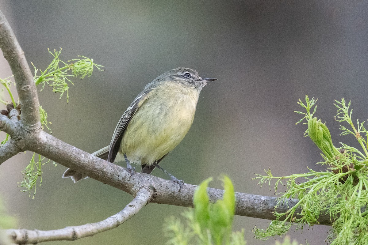 Mottle-cheeked Tyrannulet - ML624049276