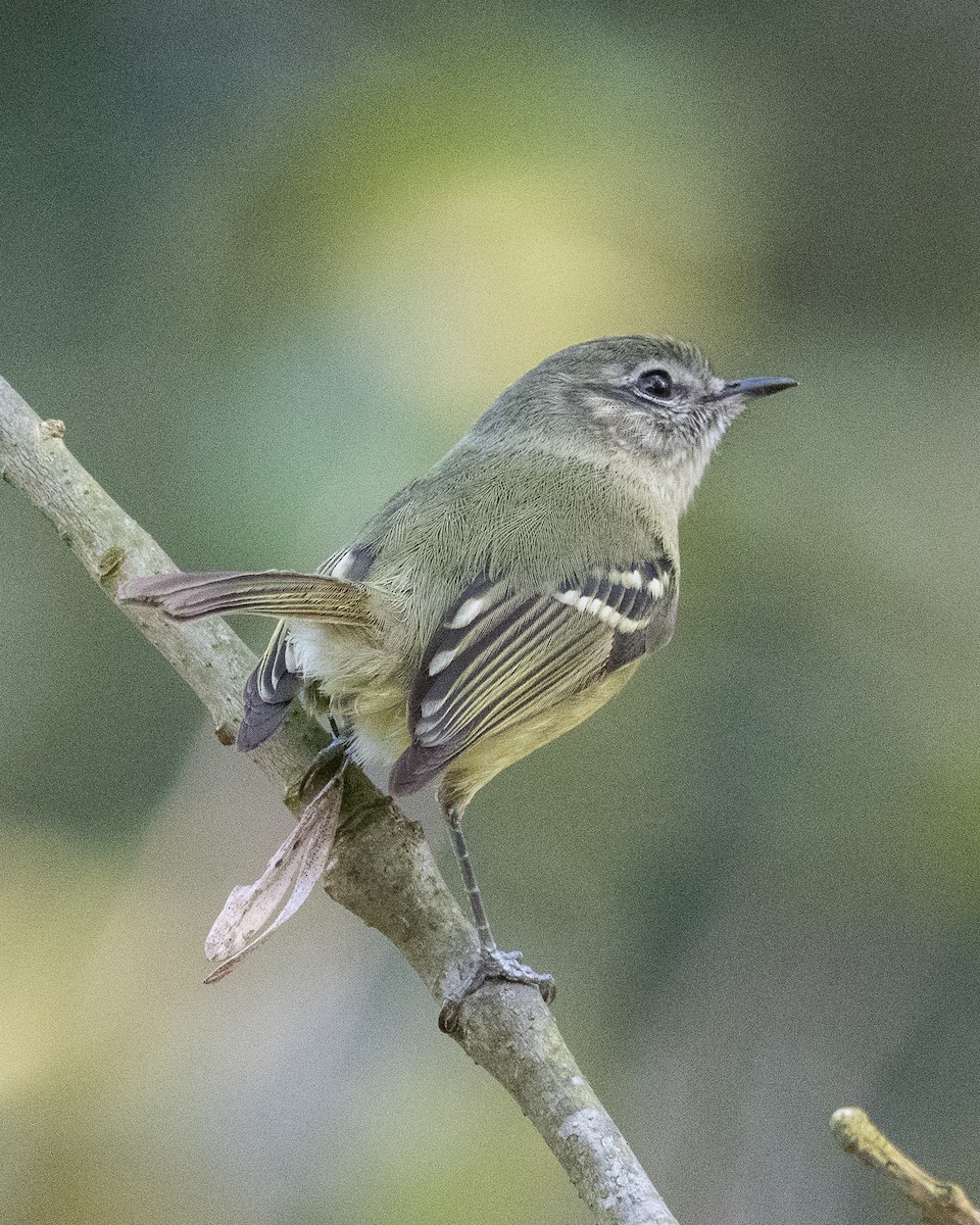 Mottle-cheeked Tyrannulet - ML624049277