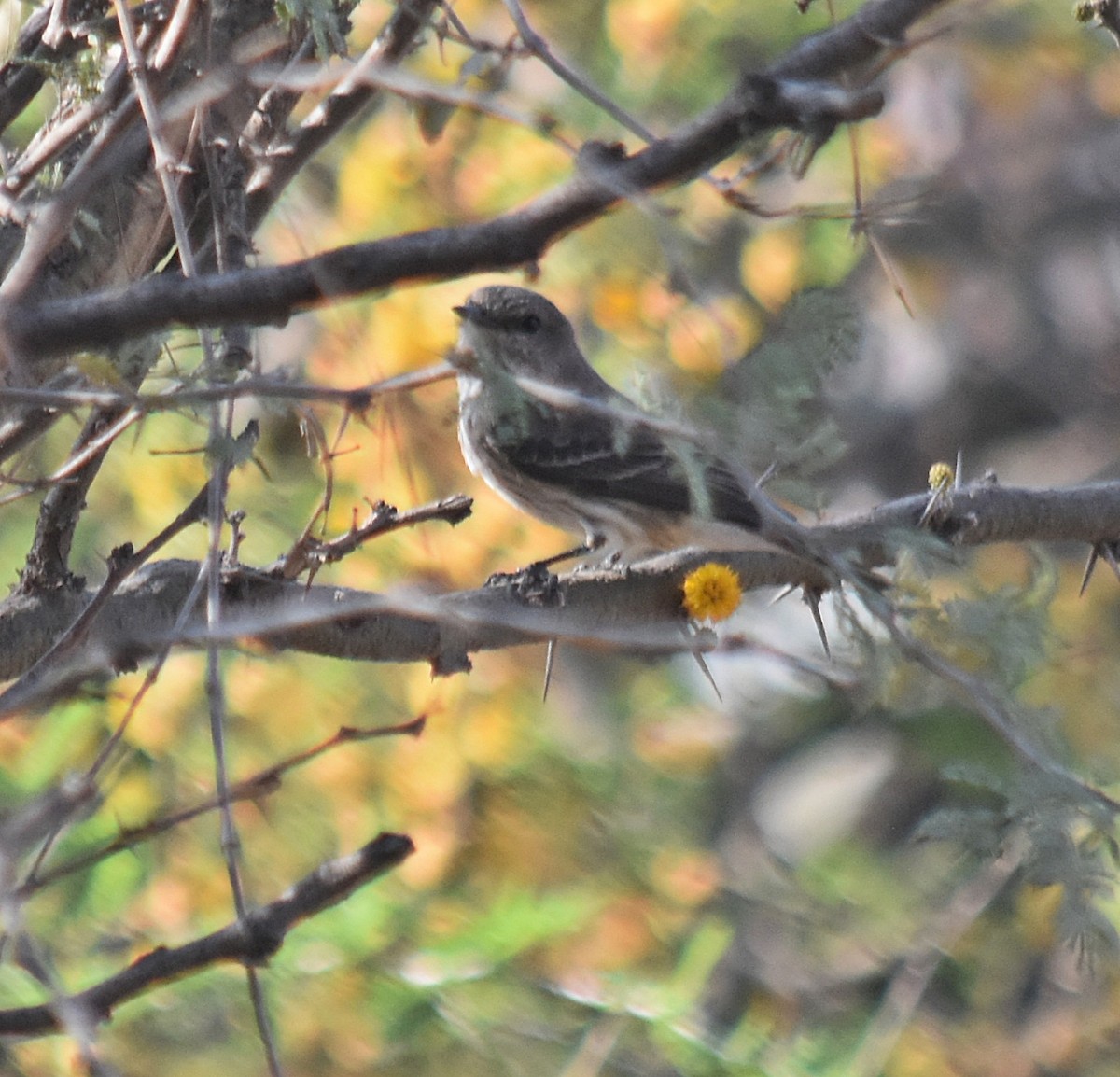 Vermilion Flycatcher - ML624049279