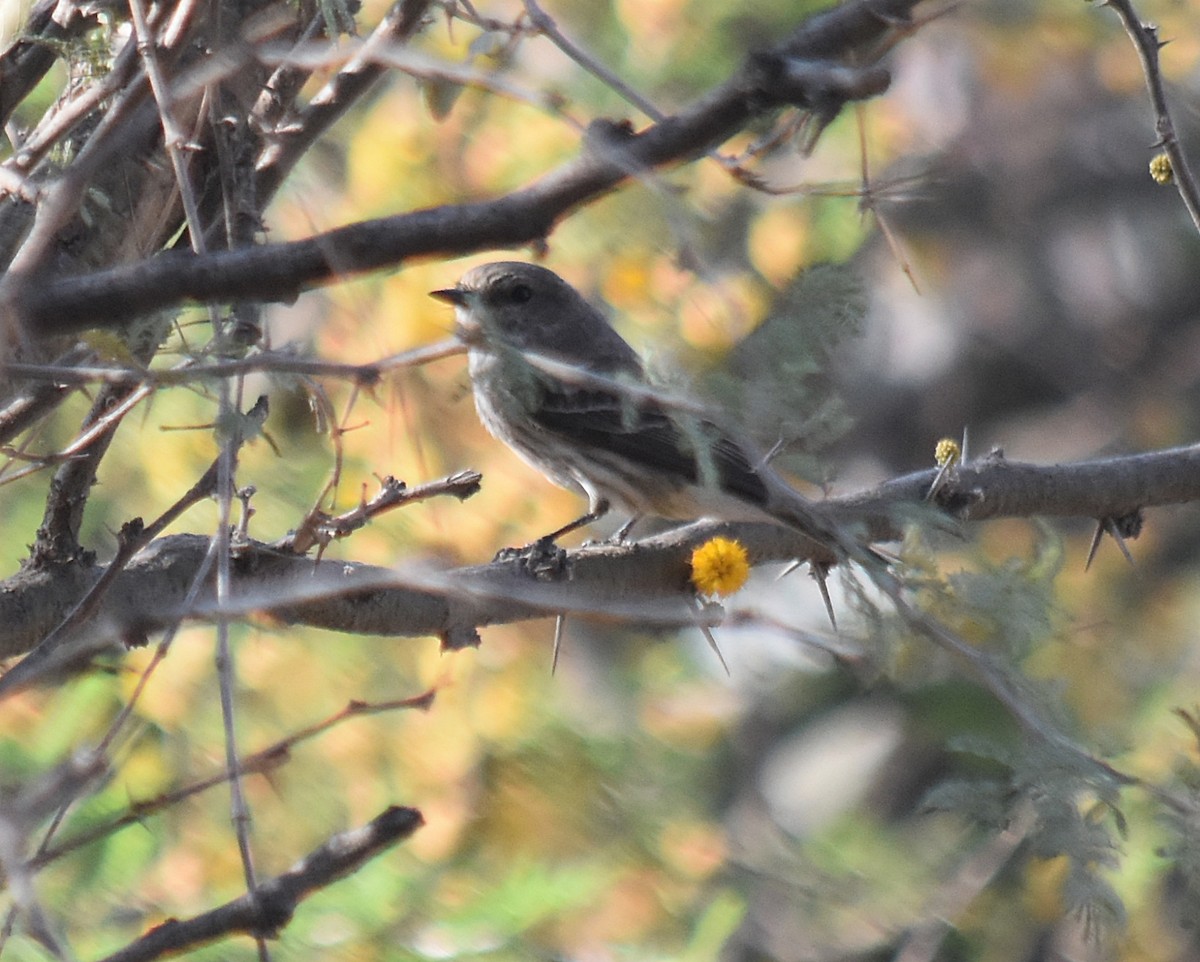 Vermilion Flycatcher - ML624049280