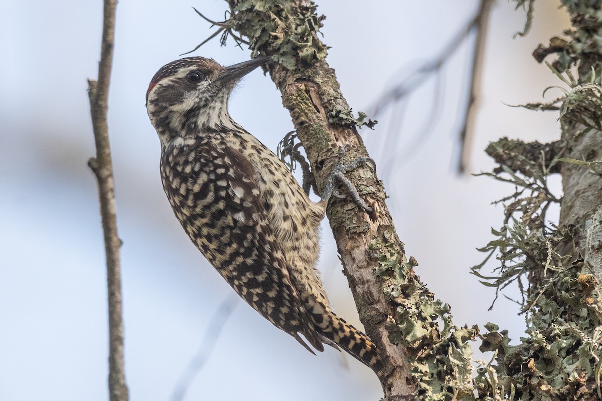 Checkered Woodpecker - ML624049283