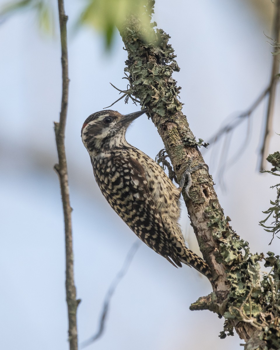 Checkered Woodpecker - ML624049284