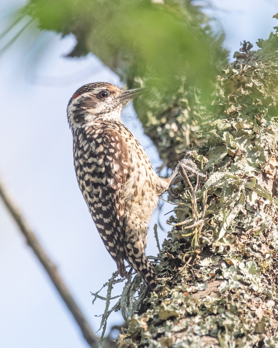 Checkered Woodpecker - ML624049285