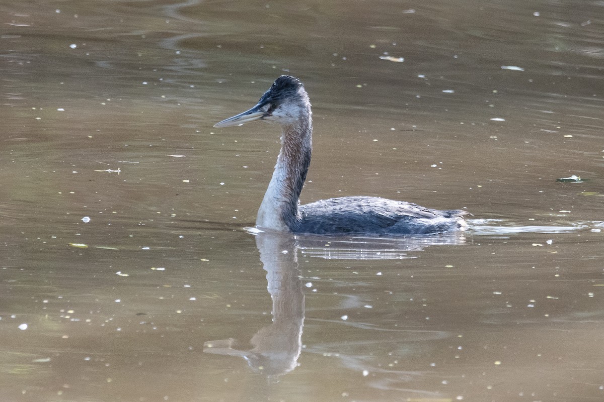 Great Grebe - ML624049287