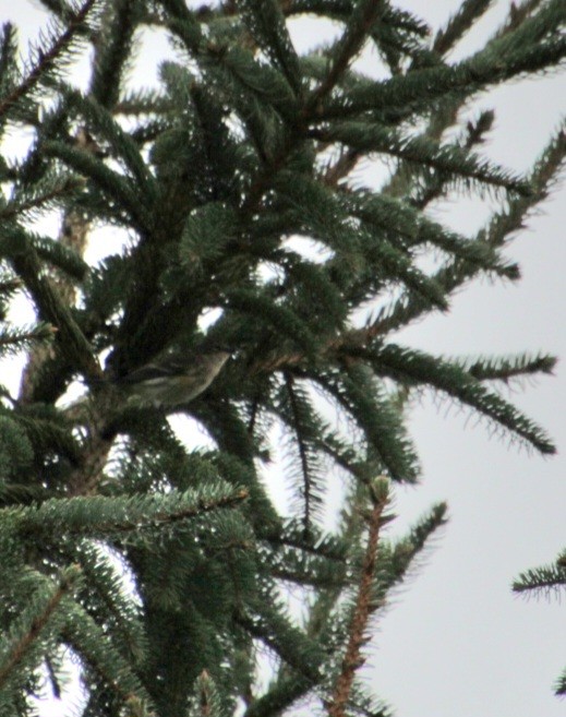 Yellow-rumped Warbler (Myrtle) - ML624049293