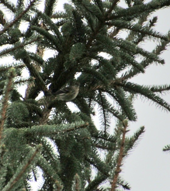 Yellow-rumped Warbler (Myrtle) - ML624049295