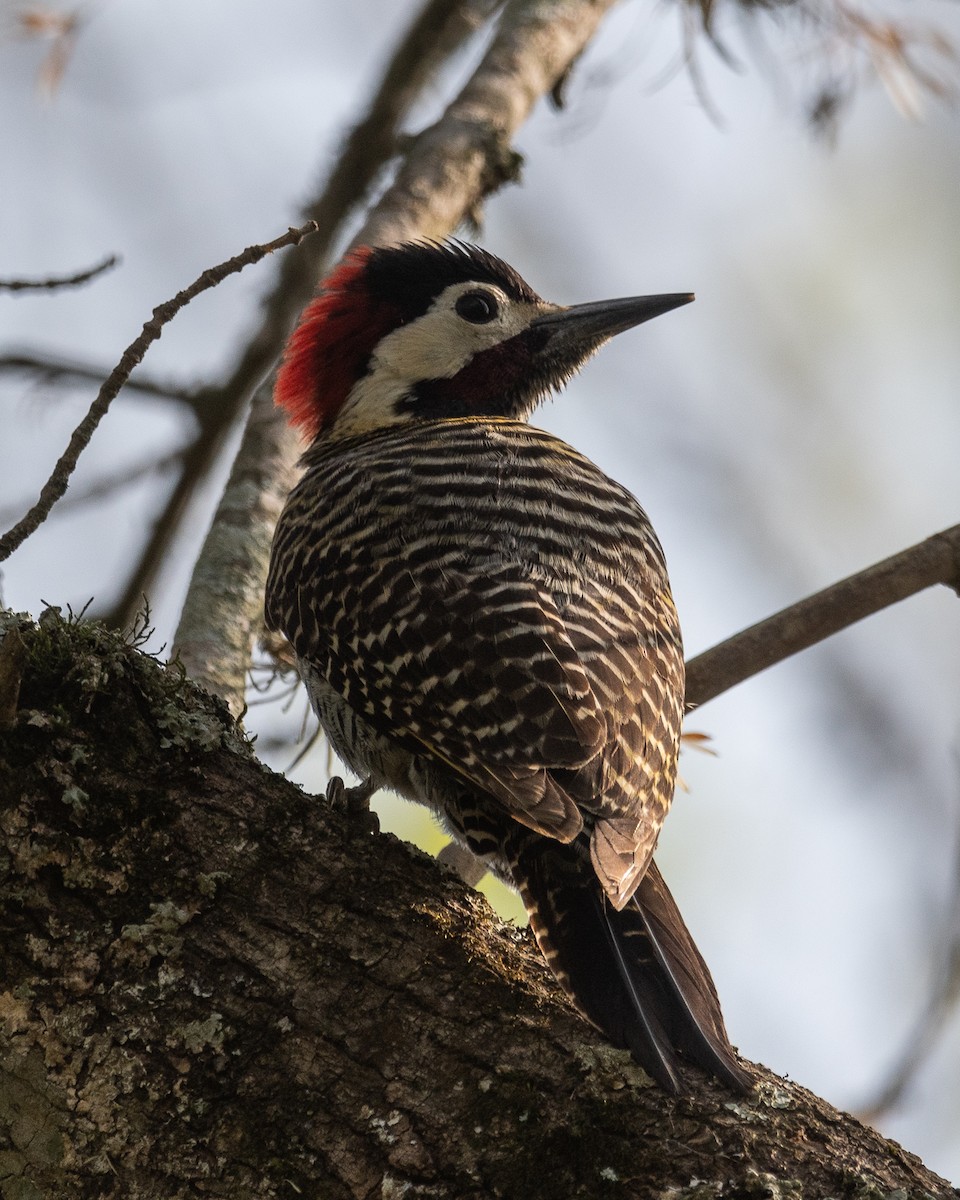 Green-barred Woodpecker - ML624049299