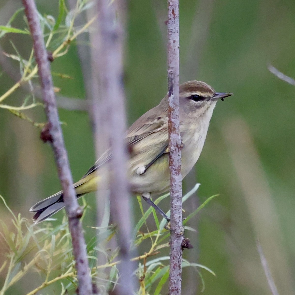 Palm Warbler - ML624049300