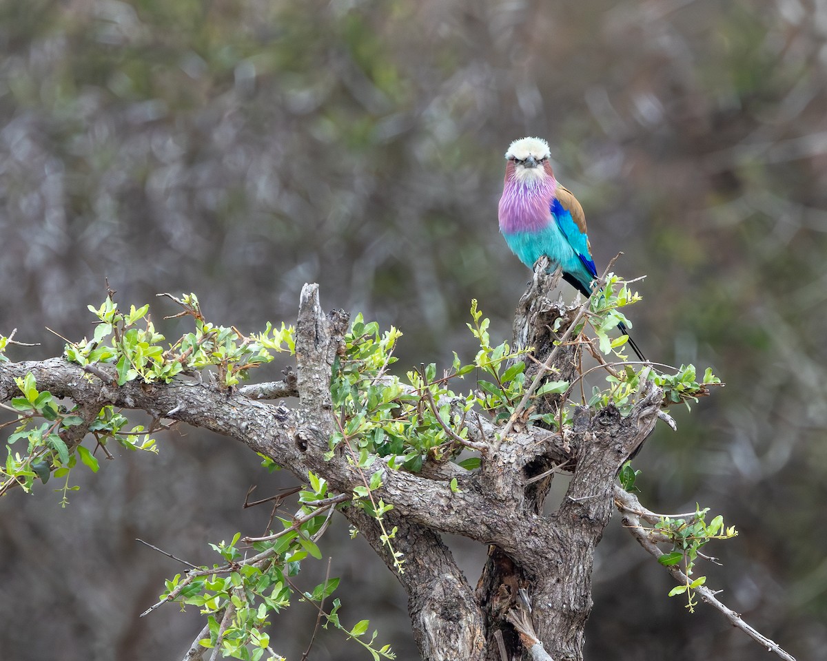 Lilac-breasted Roller - ML624049306