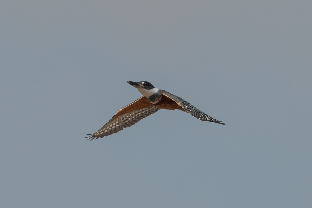 Ringed Kingfisher - ML624049308