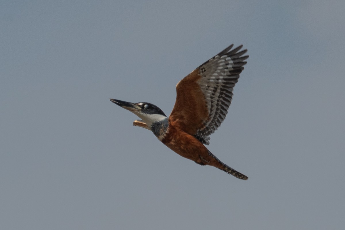 Ringed Kingfisher - ML624049309