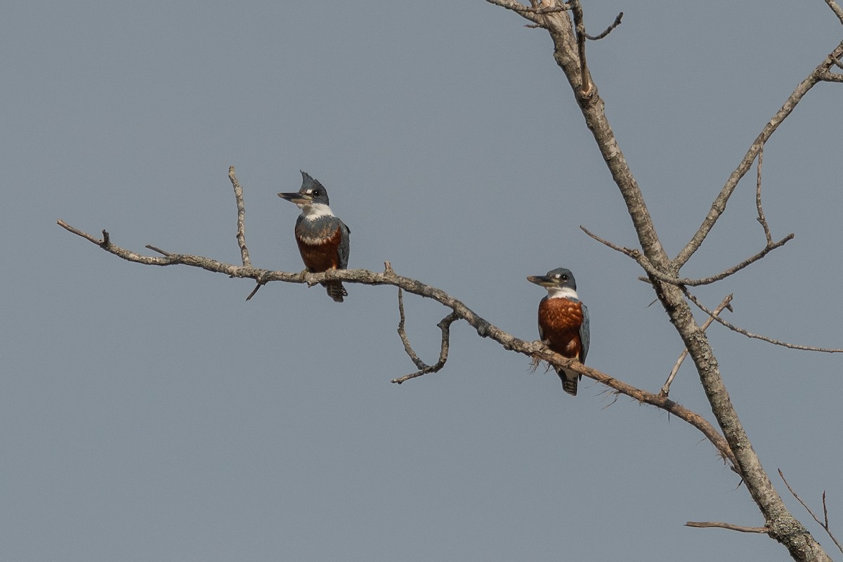 Ringed Kingfisher - ML624049310