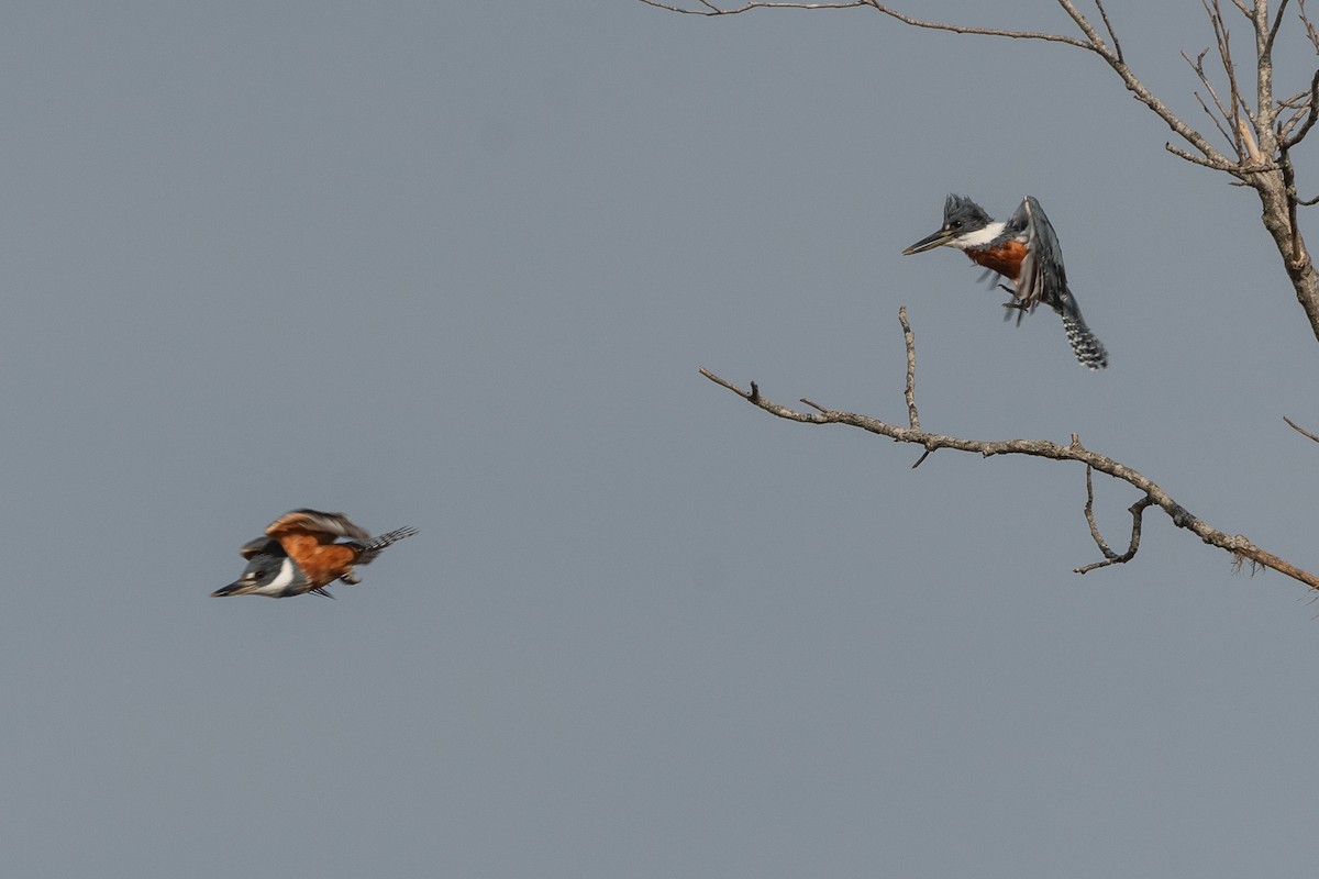 Ringed Kingfisher - ML624049311