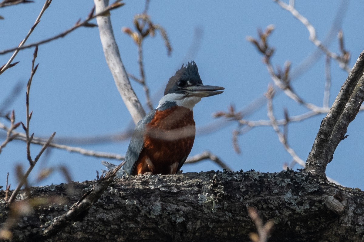 Ringed Kingfisher - ML624049312