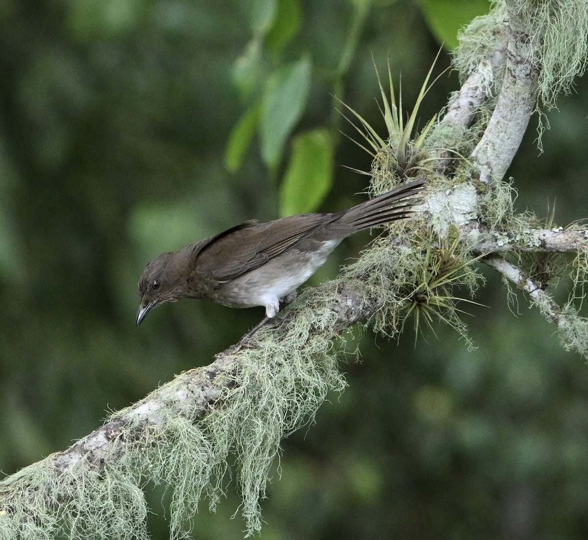 Black-billed Thrush - ML624049315