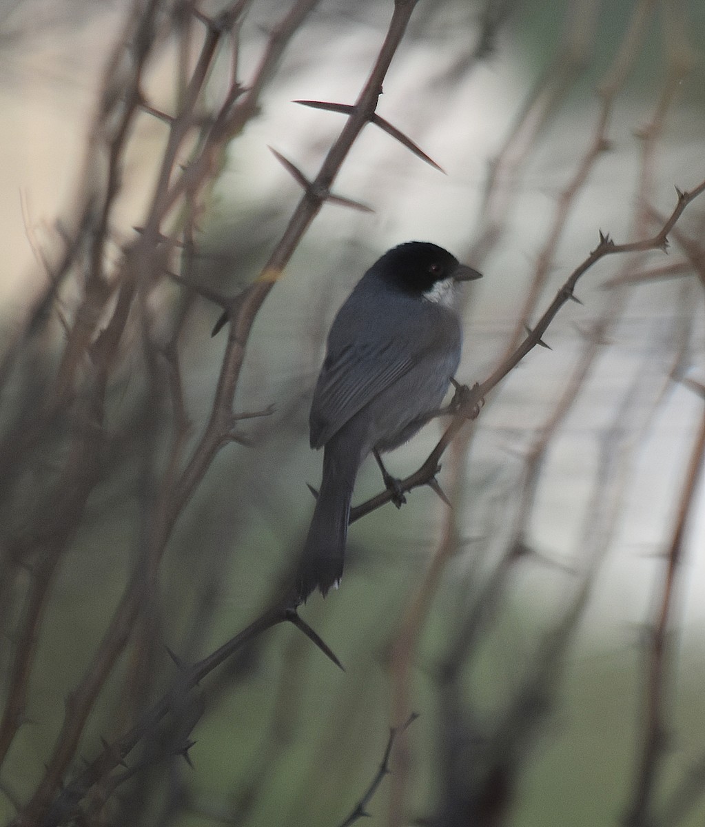 Black-capped Warbling Finch - ML624049317