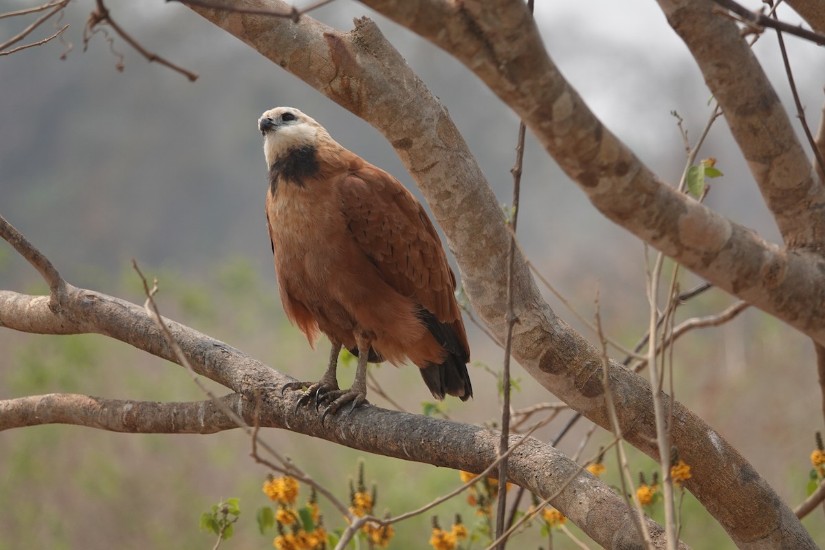 Black-collared Hawk - ML624049336