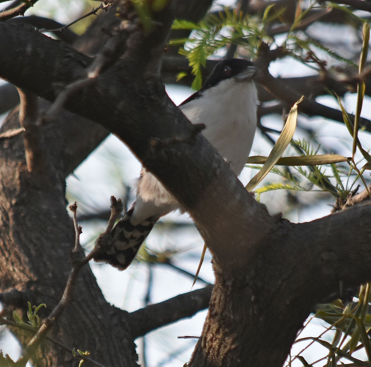 Great Antshrike - andres ebel