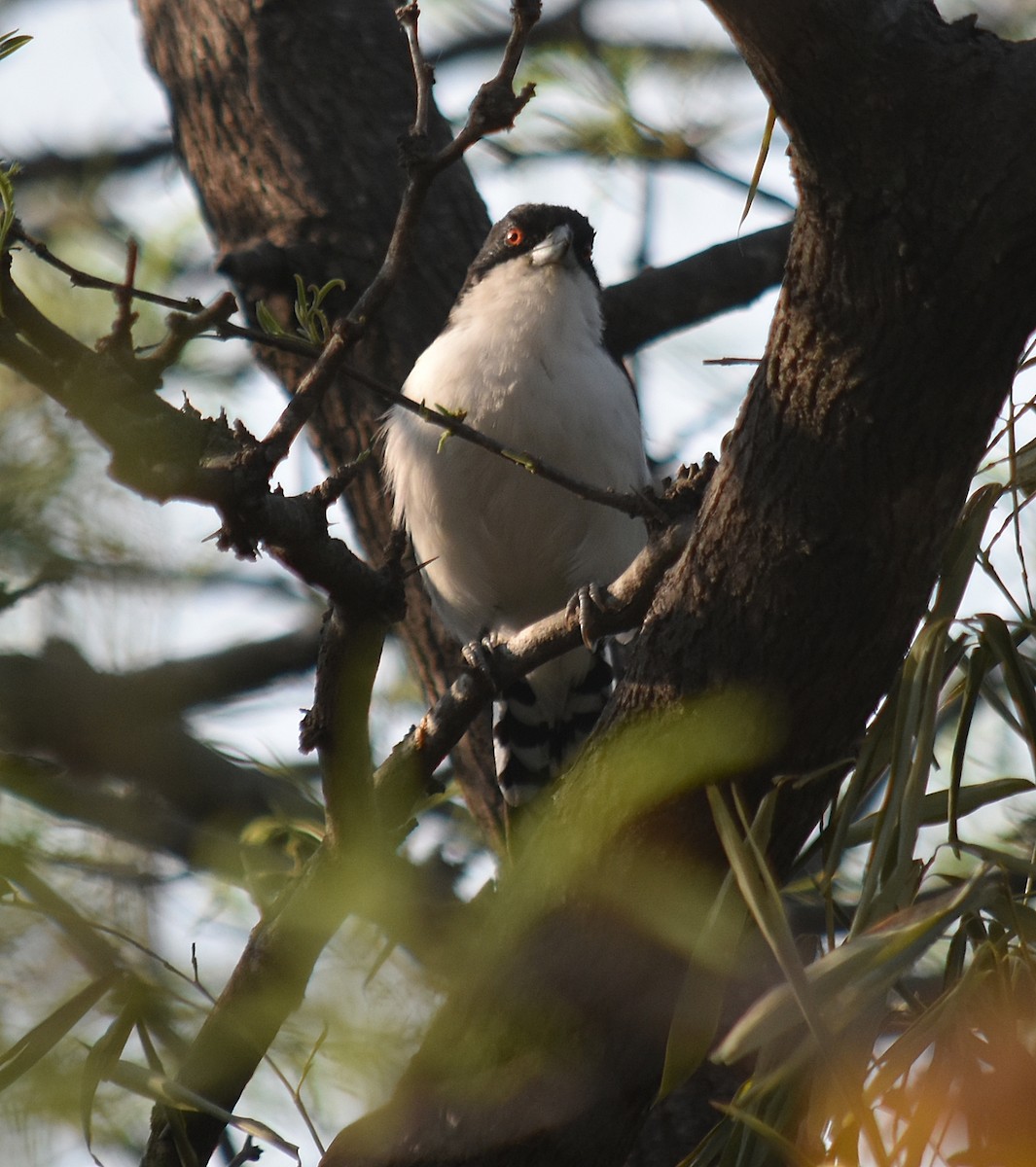 Great Antshrike - ML624049348