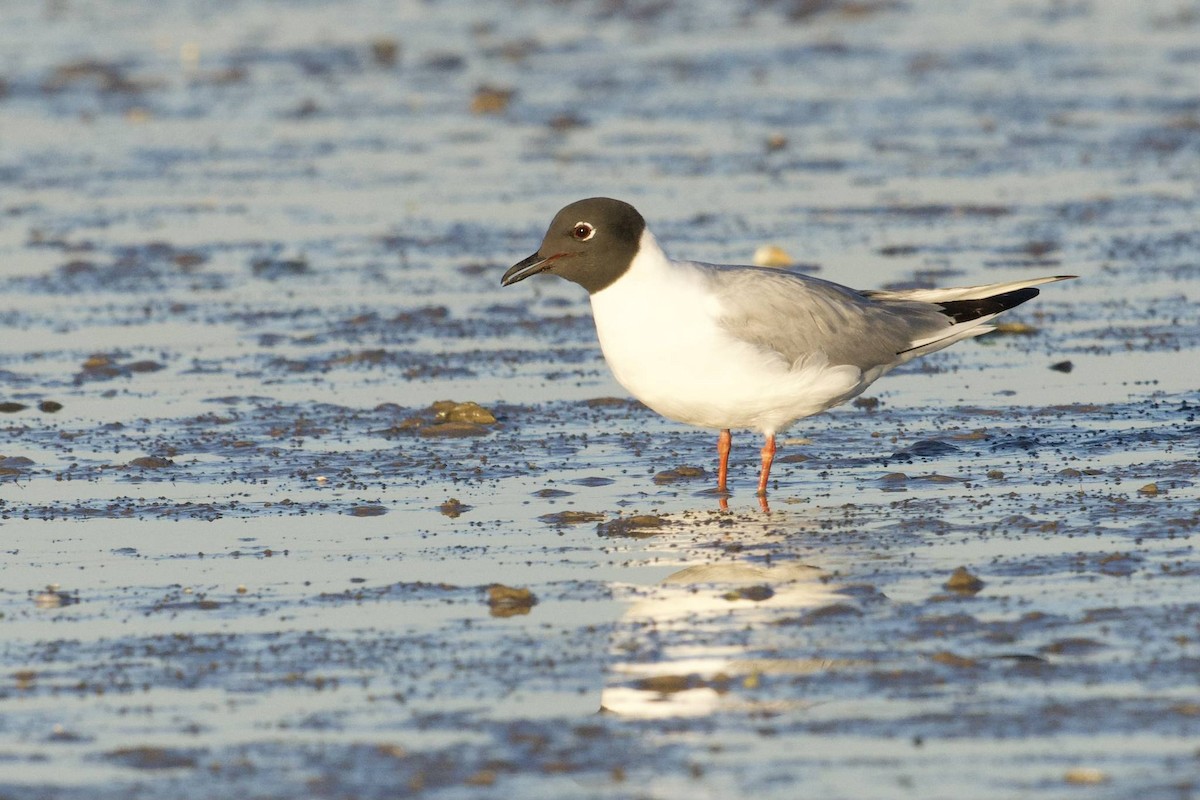 Bonaparte's Gull - ML624049359