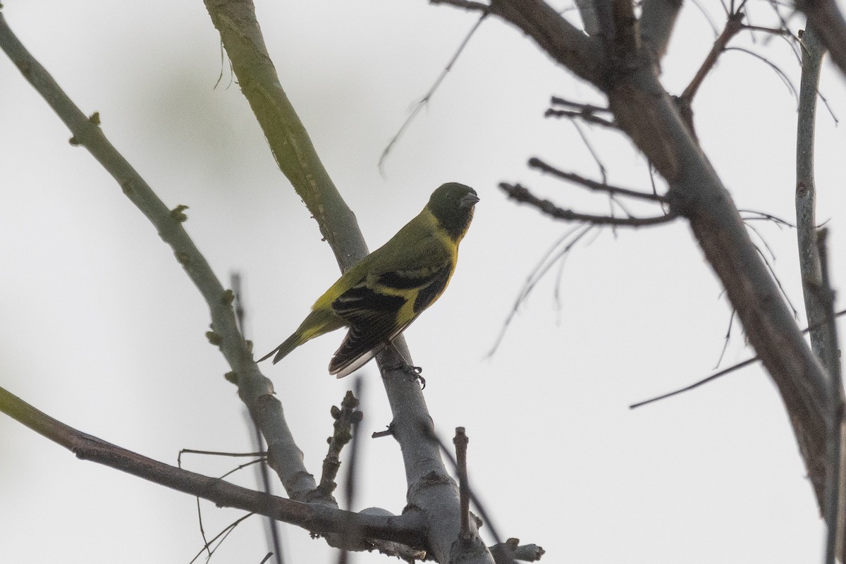 Hooded Siskin - Nicolas Mazzini