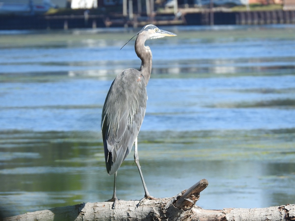 Great Blue Heron - ML624049361