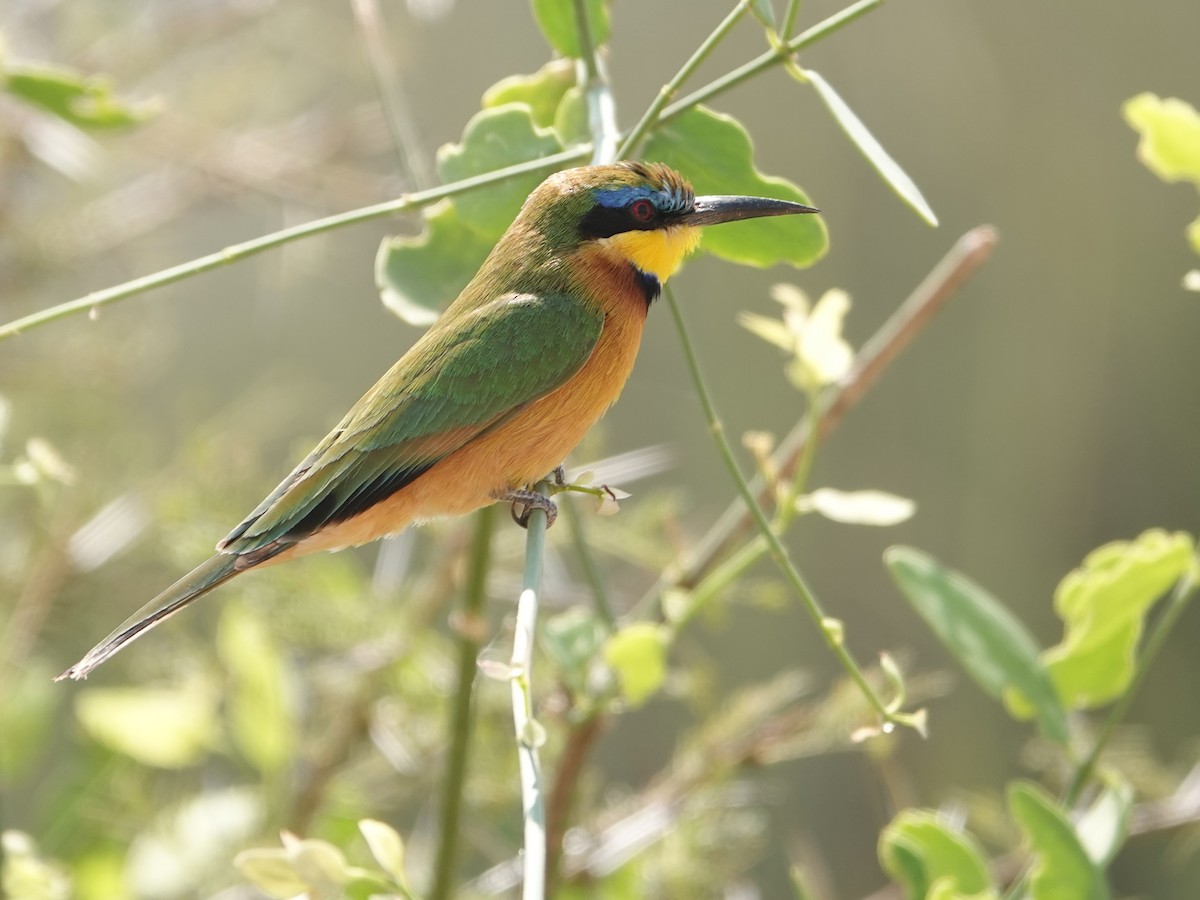 Little Bee-eater - ML624049378