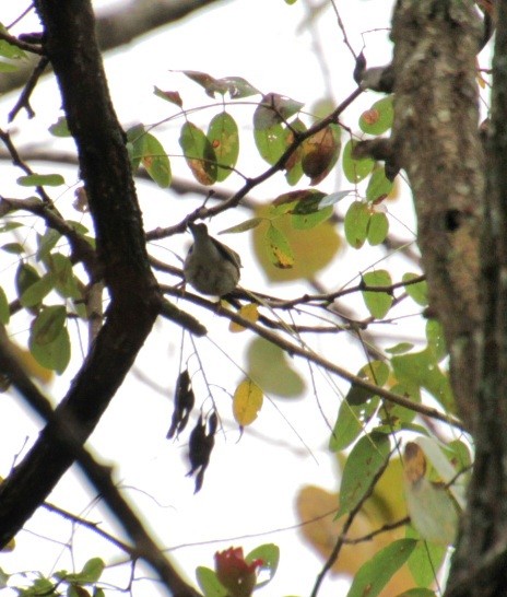 Blackpoll Warbler - ML624049384