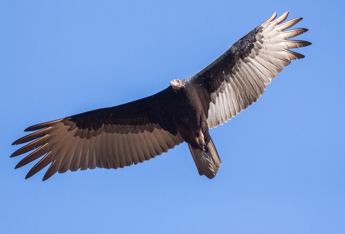 Turkey Vulture - ML624049399