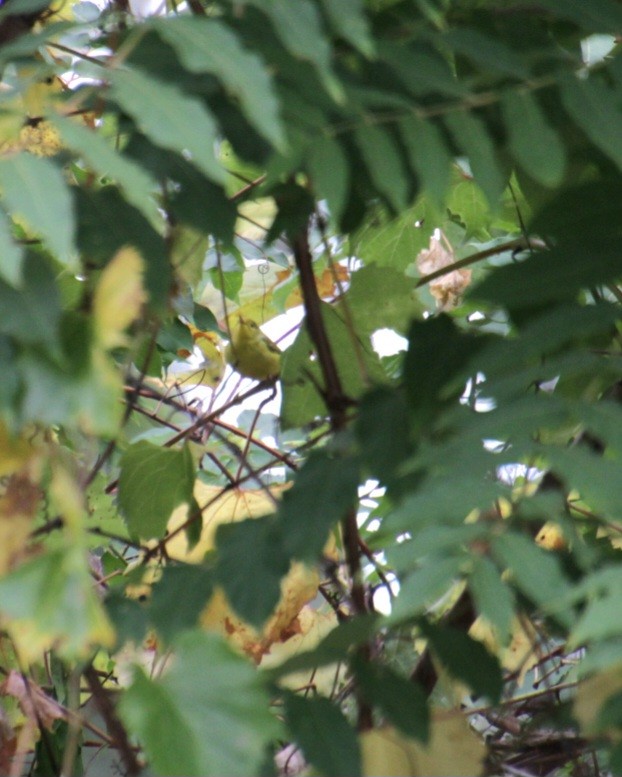 Yellow Warbler (Northern) - ML624049404