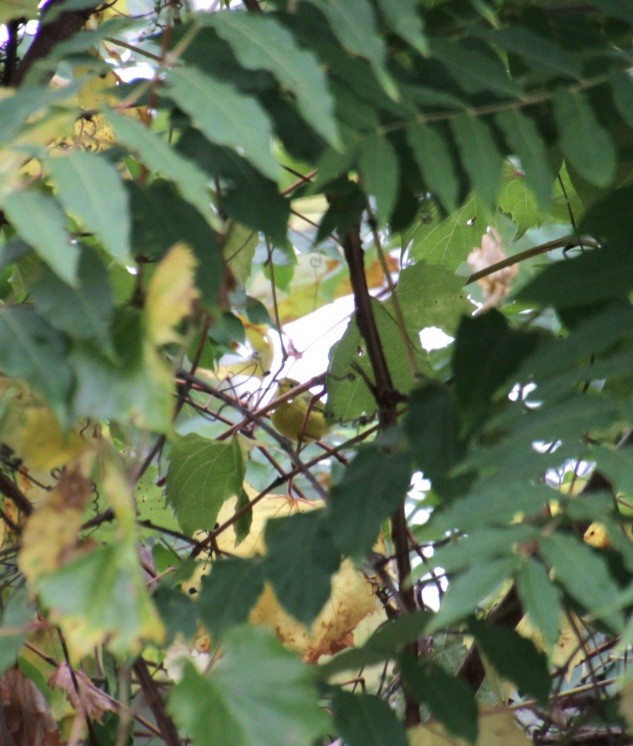 Yellow Warbler (Northern) - ML624049405