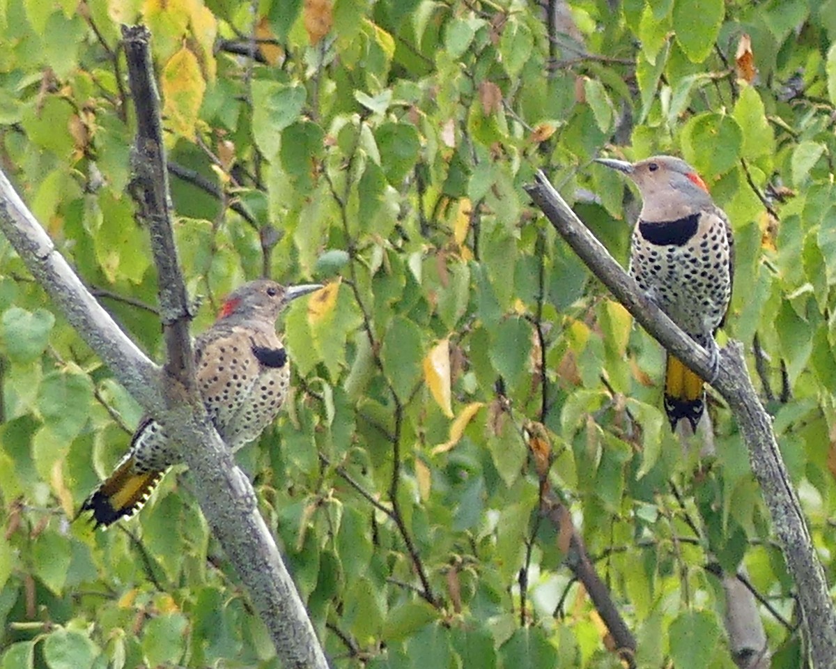 Northern Flicker - ML624049412