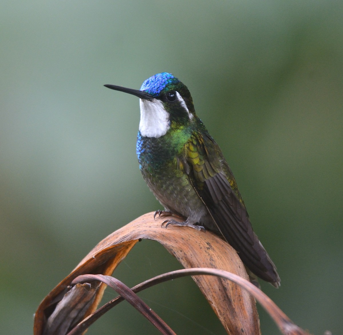 White-throated Mountain-gem - ML624049424