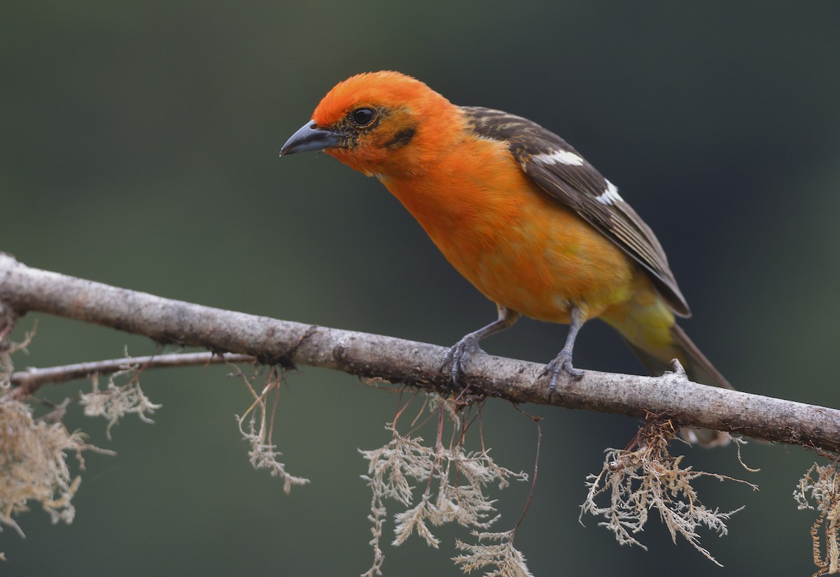 Flame-colored Tanager - ML624049437