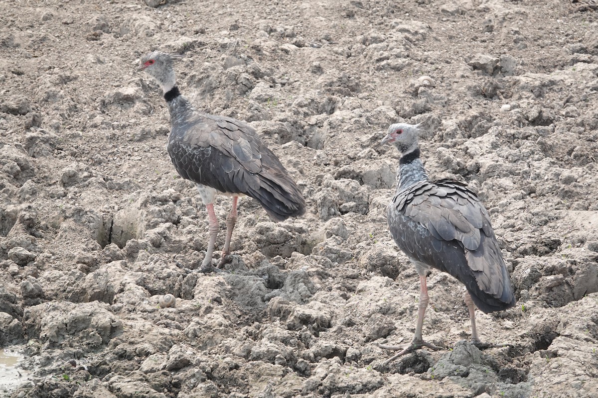 Southern Screamer - ML624049445