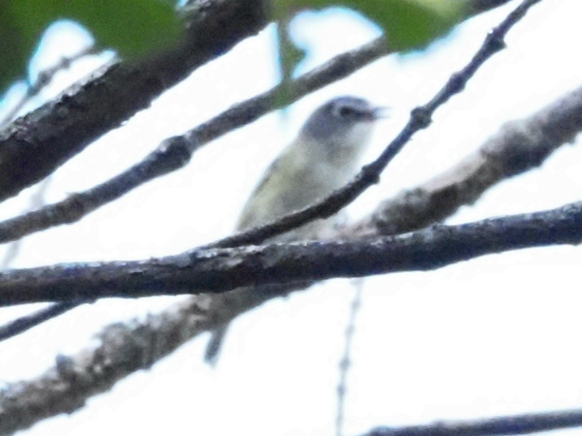 Blue-headed Vireo - Jonine Dewitte