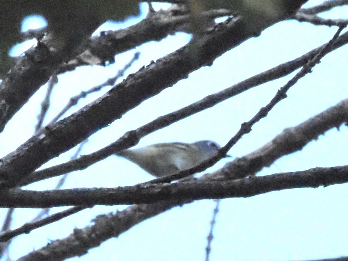 Blue-headed Vireo - ML624049461