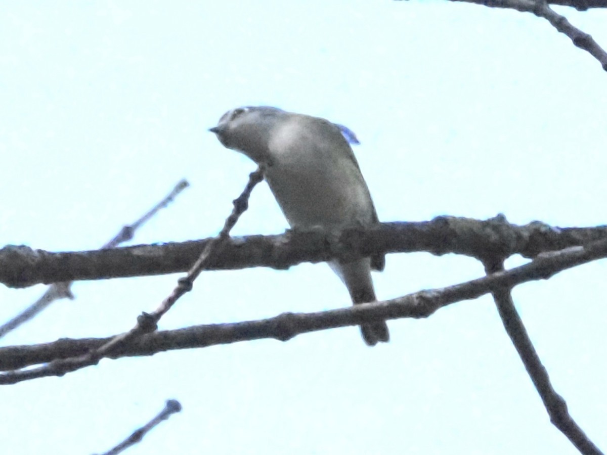 Blue-headed Vireo - ML624049462