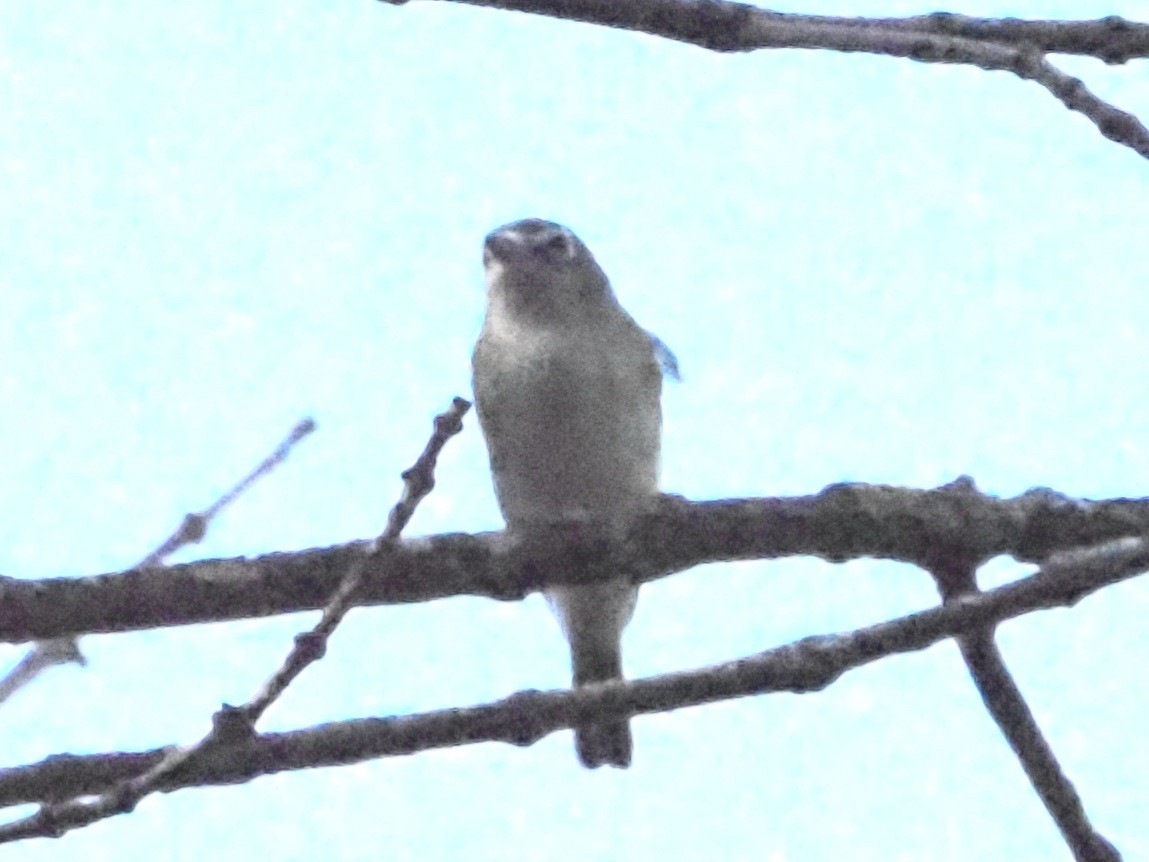 Blue-headed Vireo - ML624049463