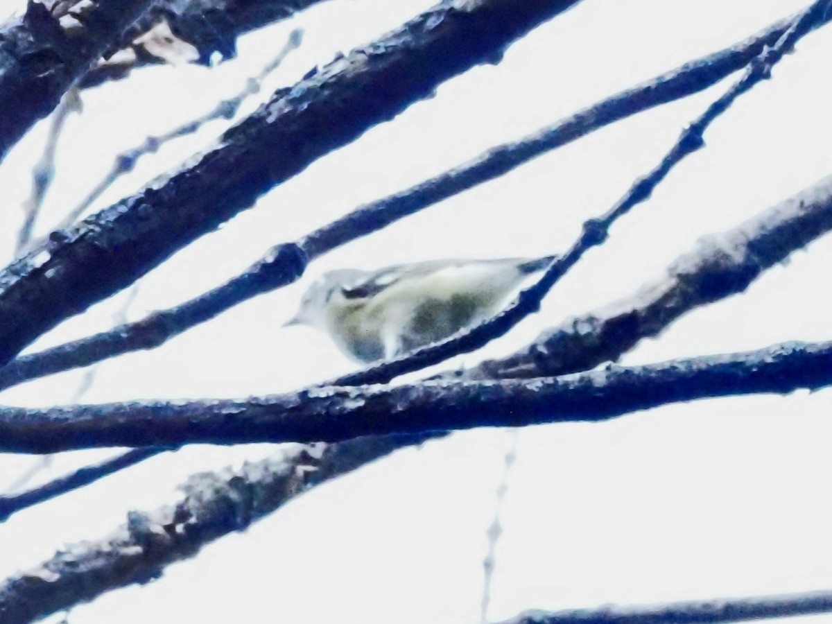 Blue-headed Vireo - Jonine Dewitte