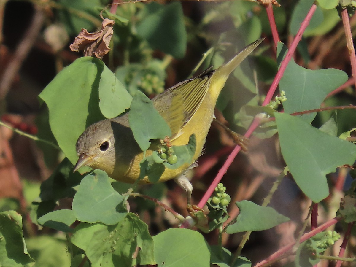 Nashville Warbler - ML624049469