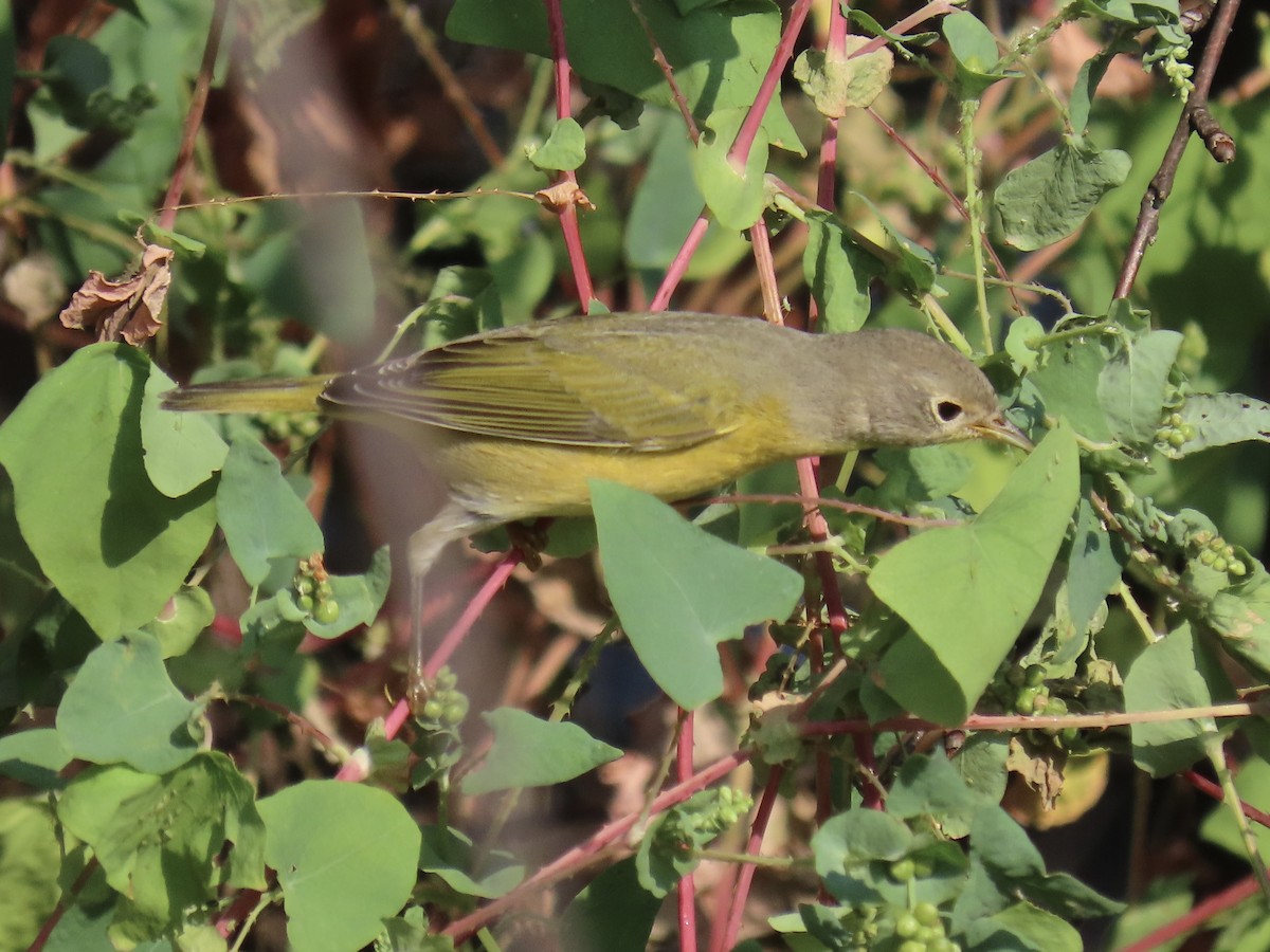 Nashville Warbler - ML624049470