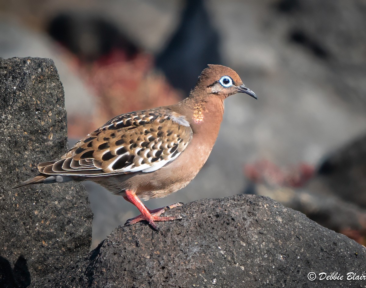 Galapagos Dove - ML624049493