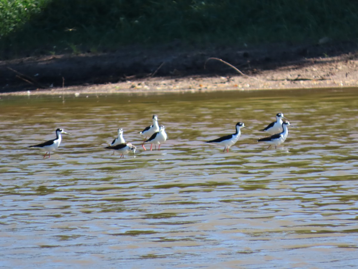 Black-necked Stilt - ML624049495