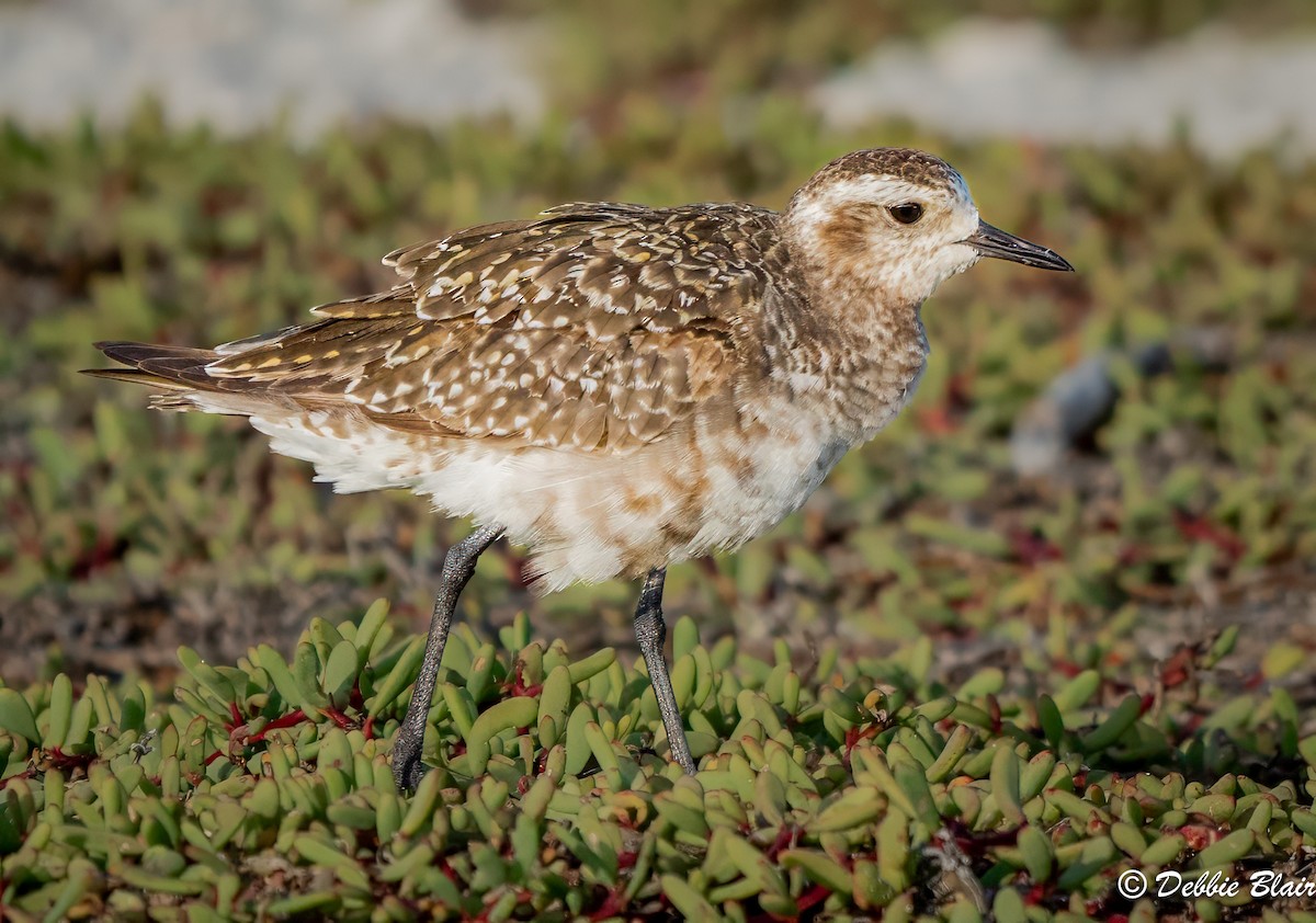 American Golden-Plover - ML624049502