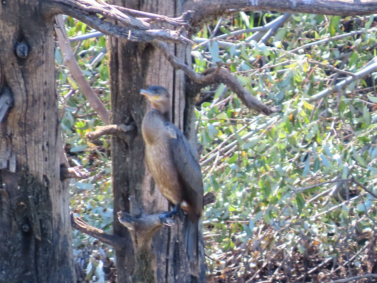 Neotropic Cormorant - Peyton Jackson