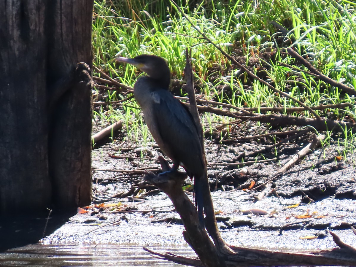 Neotropic Cormorant - ML624049508