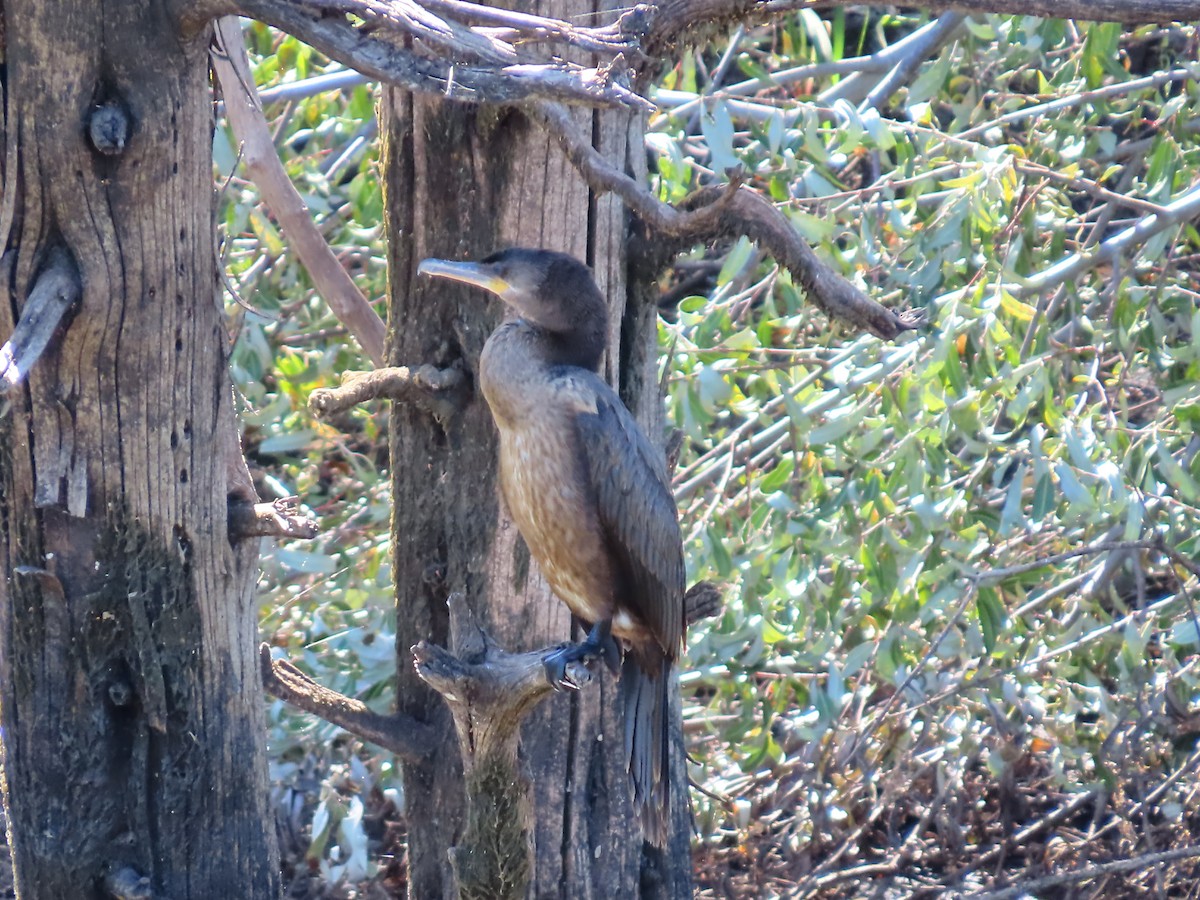 Neotropic Cormorant - ML624049509