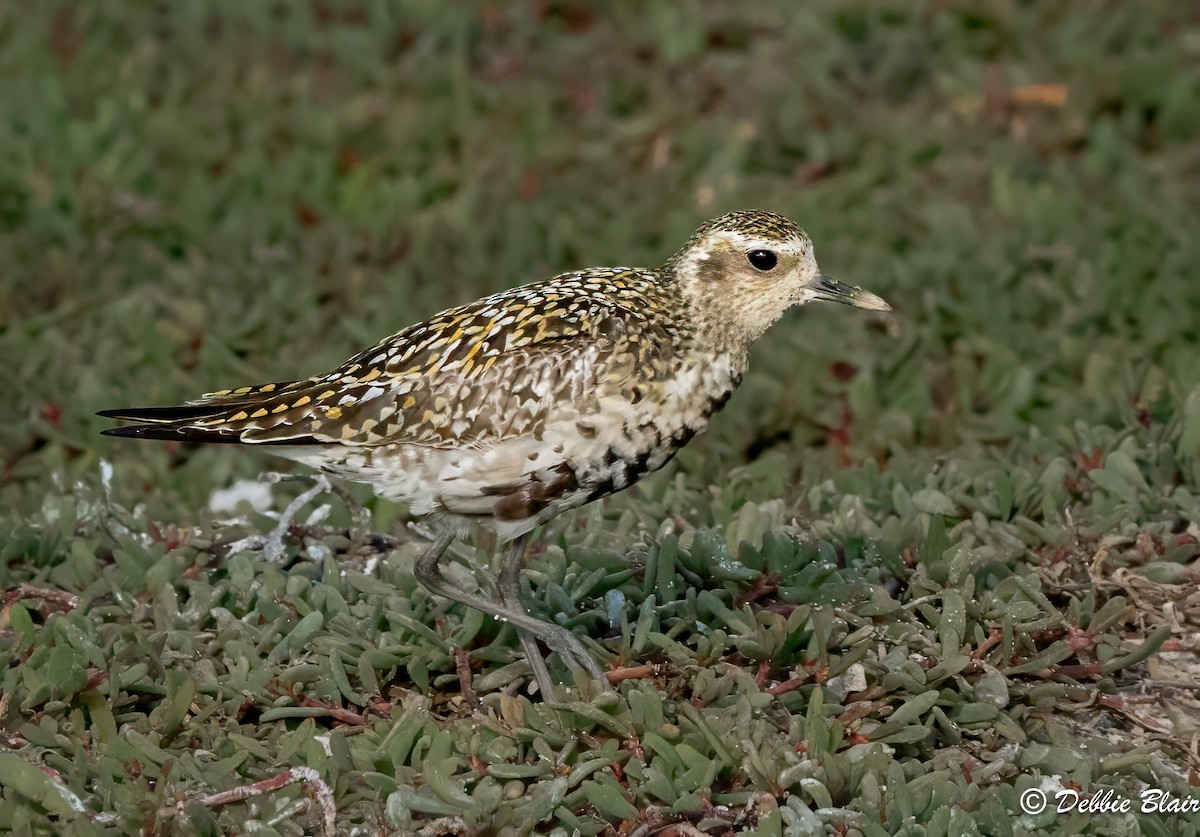 Pacific Golden-Plover - ML624049510