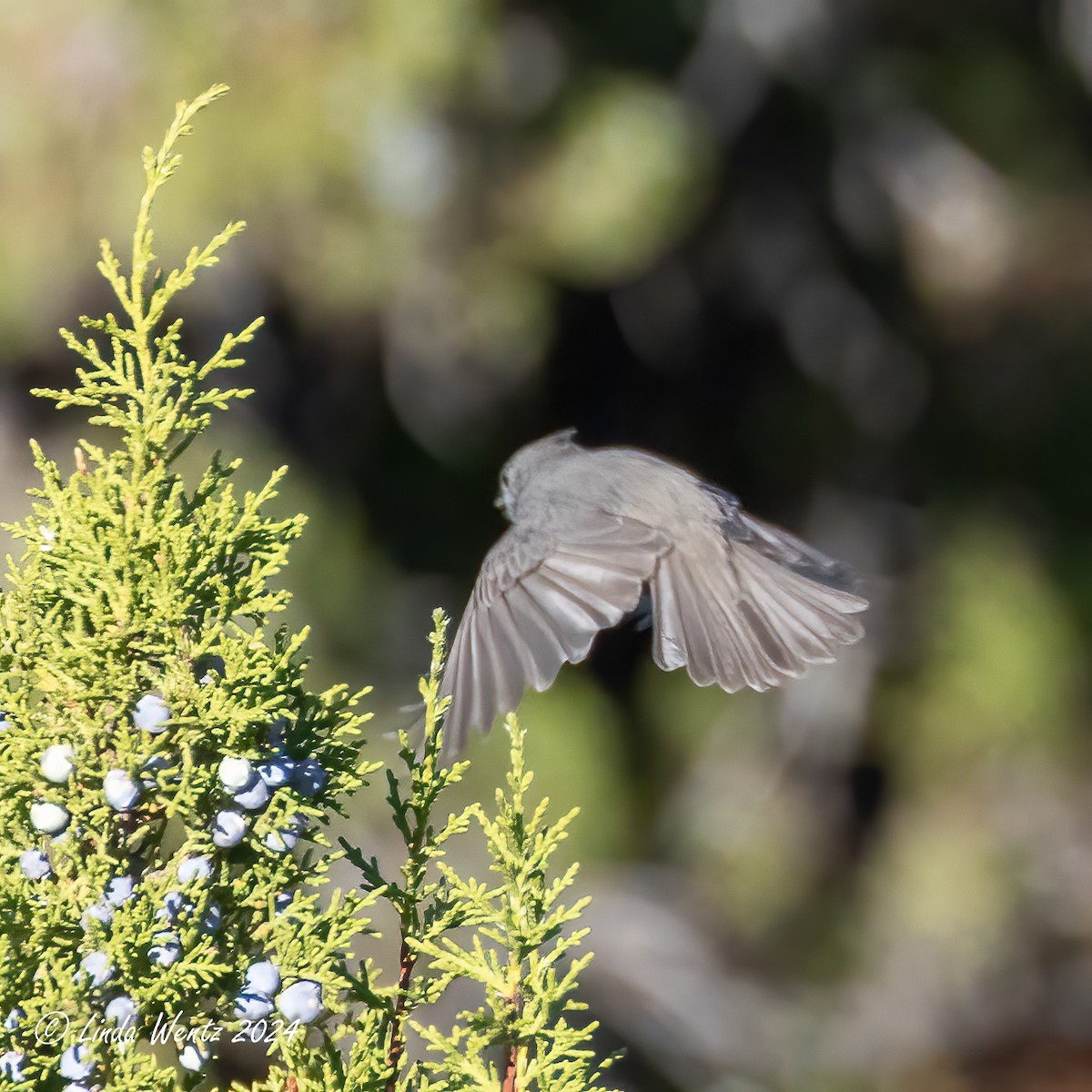 Juniper Titmouse - ML624049516